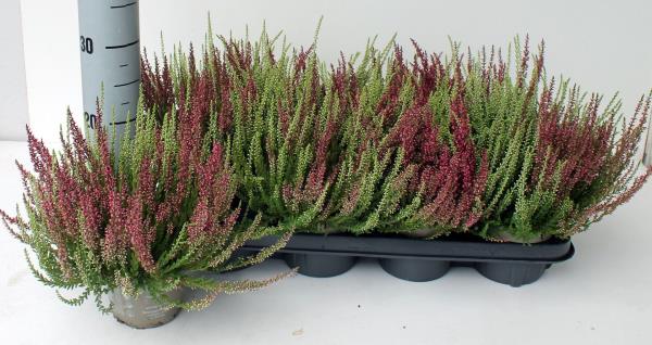 Каллуна Микс