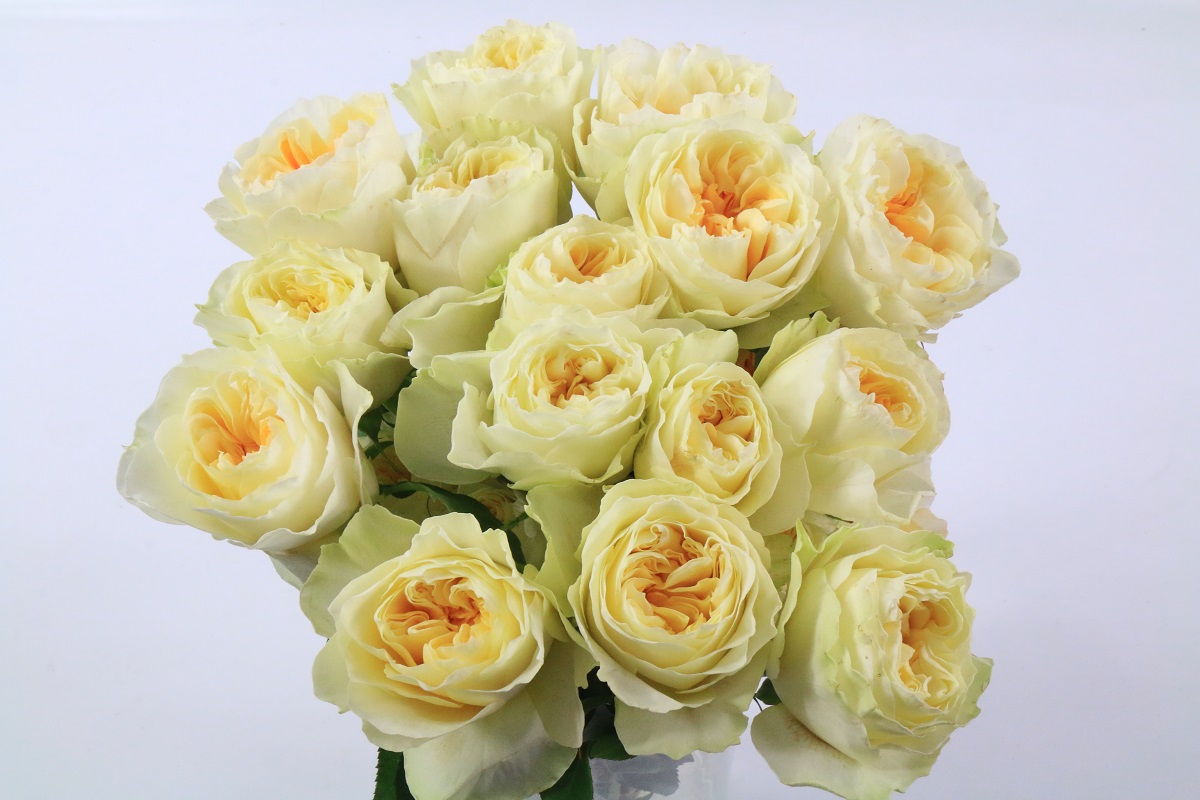 Роза Антония Star Roses (40см/Биколор) Роза Антония Star Roses (40см/Биколор)