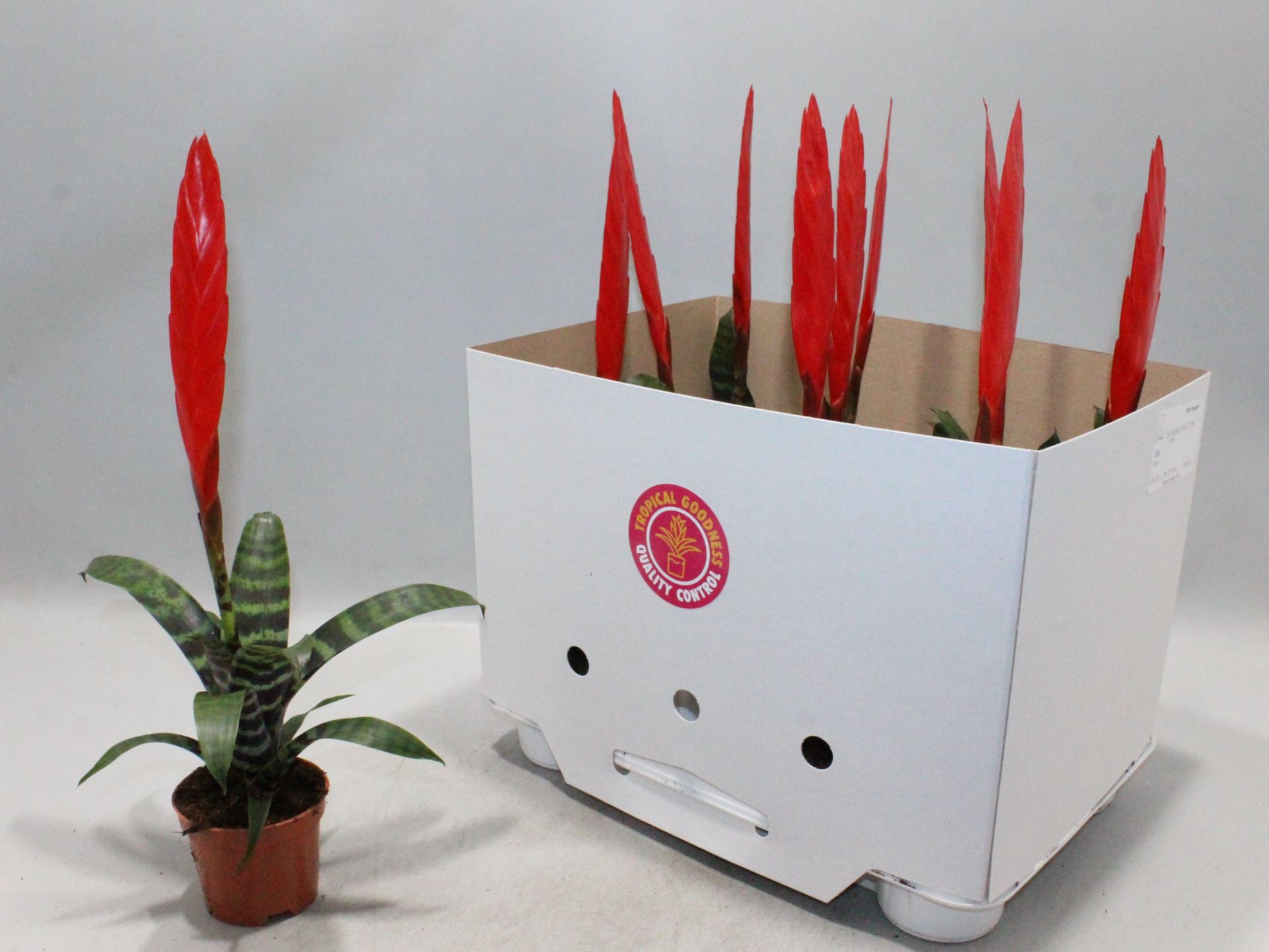 Вриезия Эра