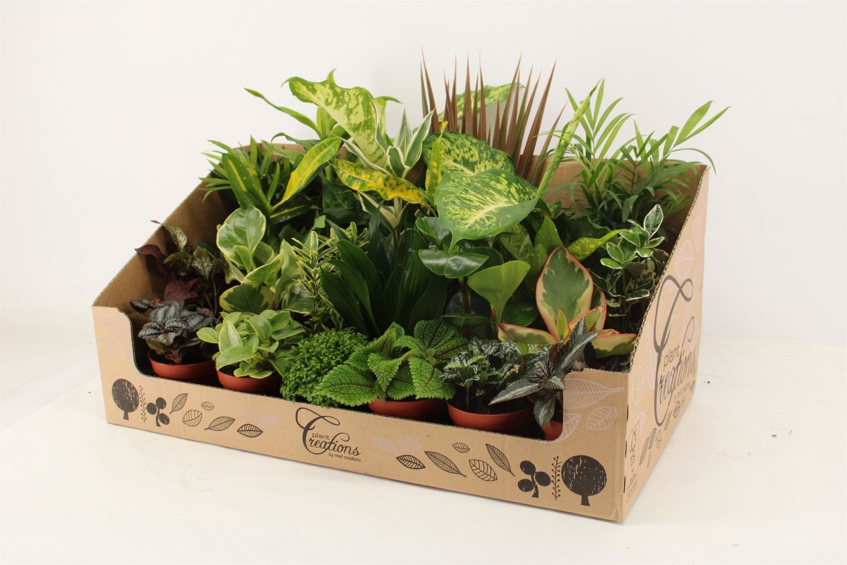 Плант Микс OZ