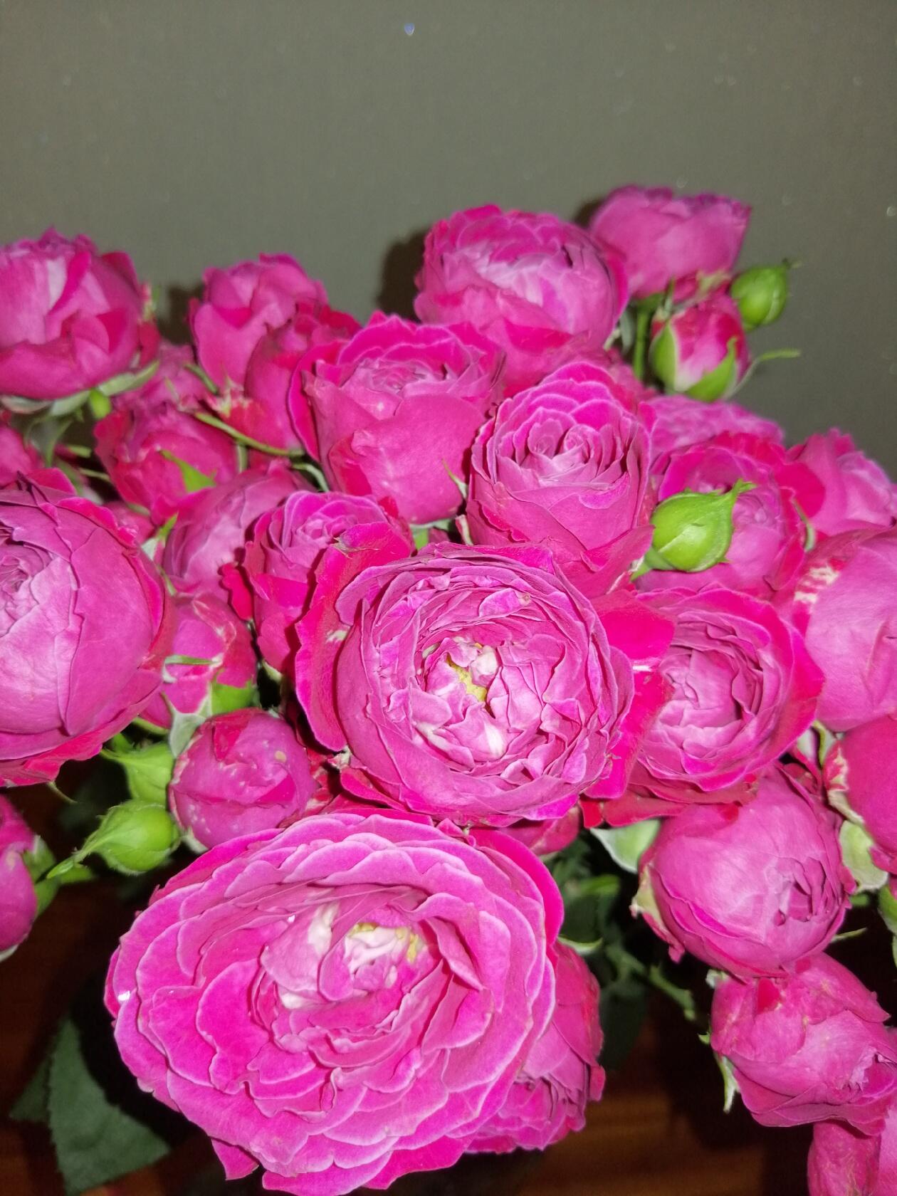 Роза Рич Баблс куст ЧС