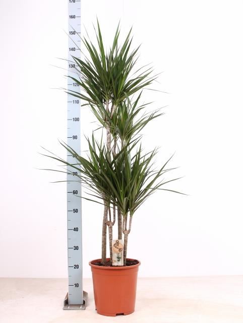 Драцена Маргината Маджента карусель