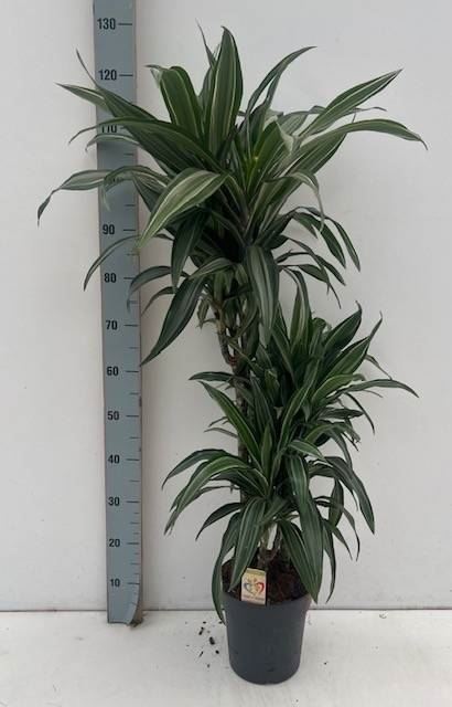 Драцена Фрагранс Улисес