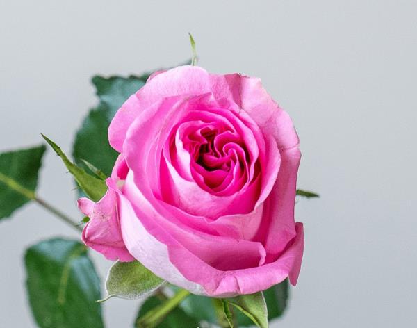 Роза Ревиваль Kikwetu