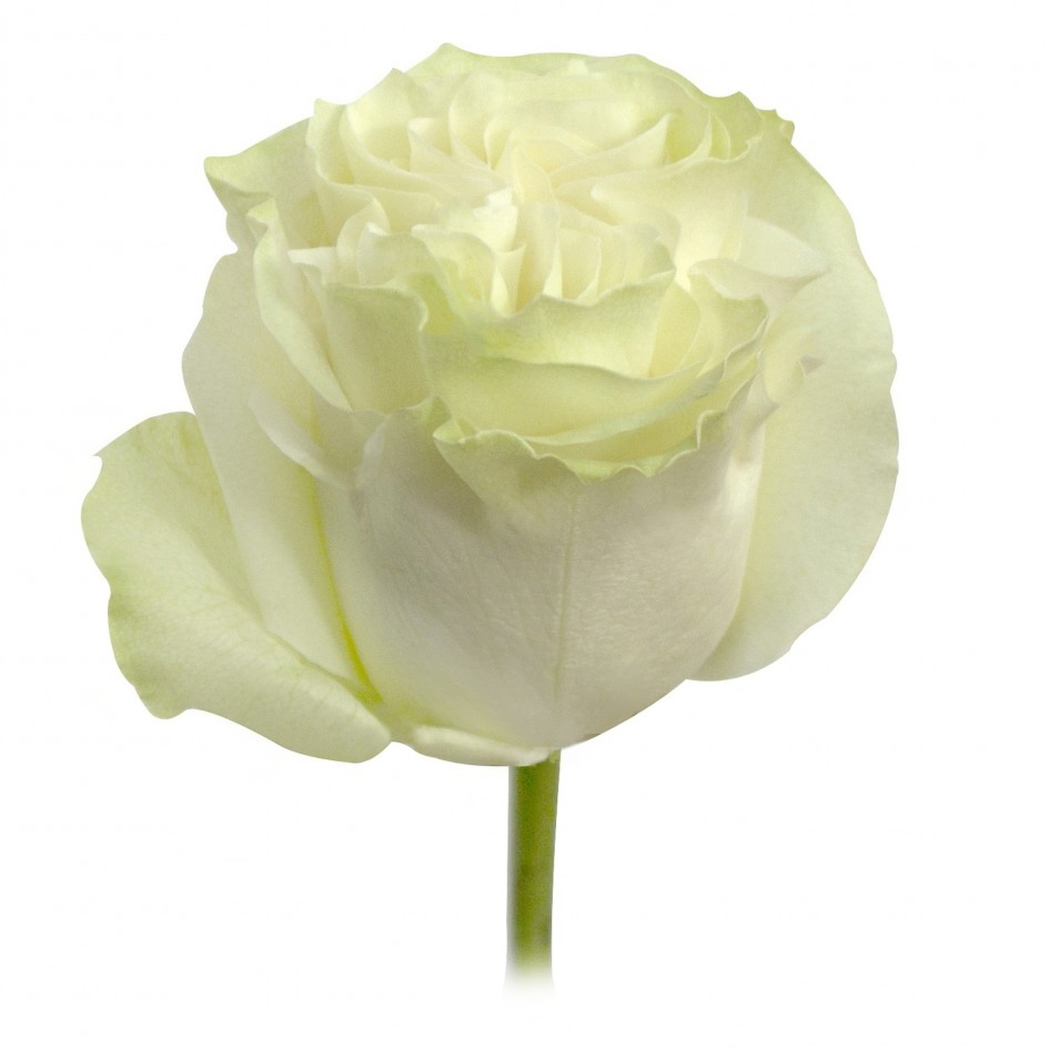 Роза Мун Стоун Tessa (70см/Белый)