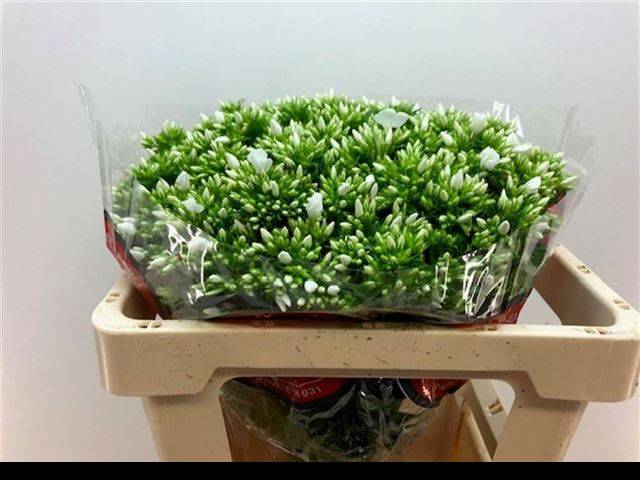 Флокс Вайткэп