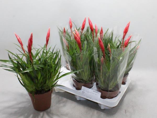 Вриезия Астрид