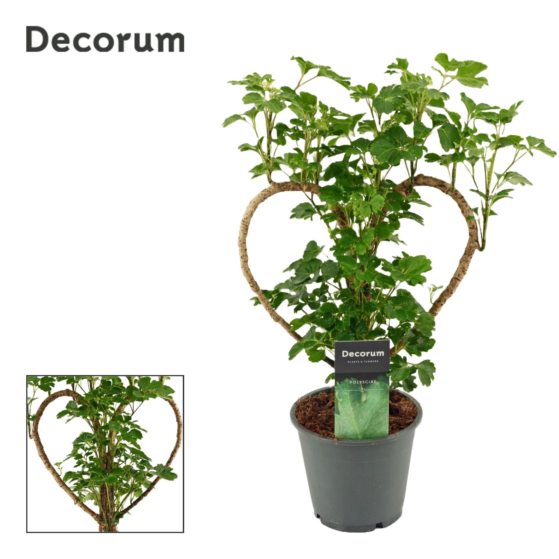 Полисциас Харт