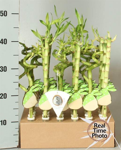 Бамбук Лаки Микс