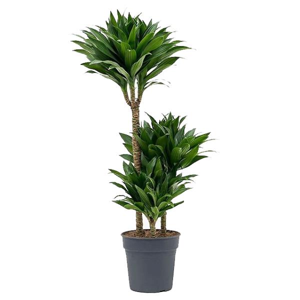 Драцена Фрагранс Компакта карусель OZ