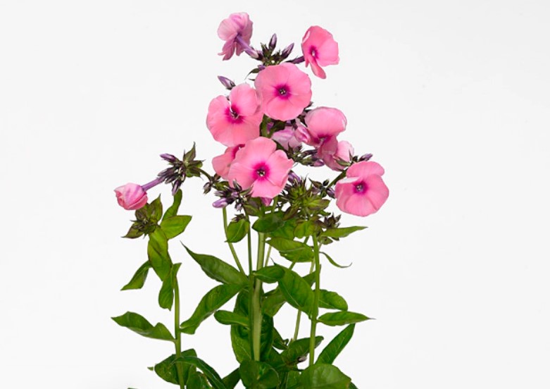 Флокс Джеффс Пинк