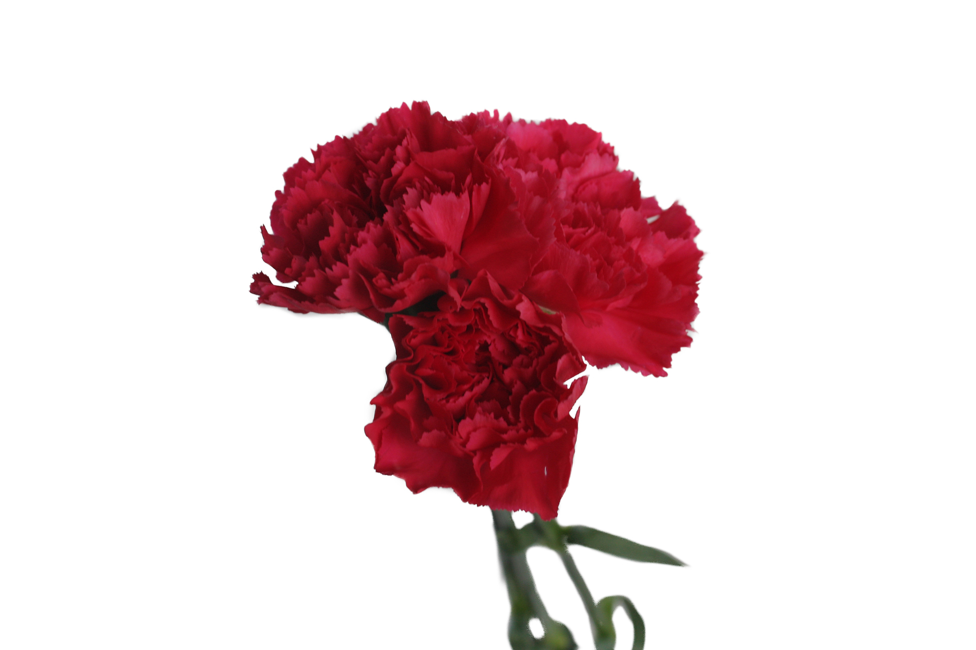 Гвоздика Ред Country Primavera Flowers (60см/Красный)