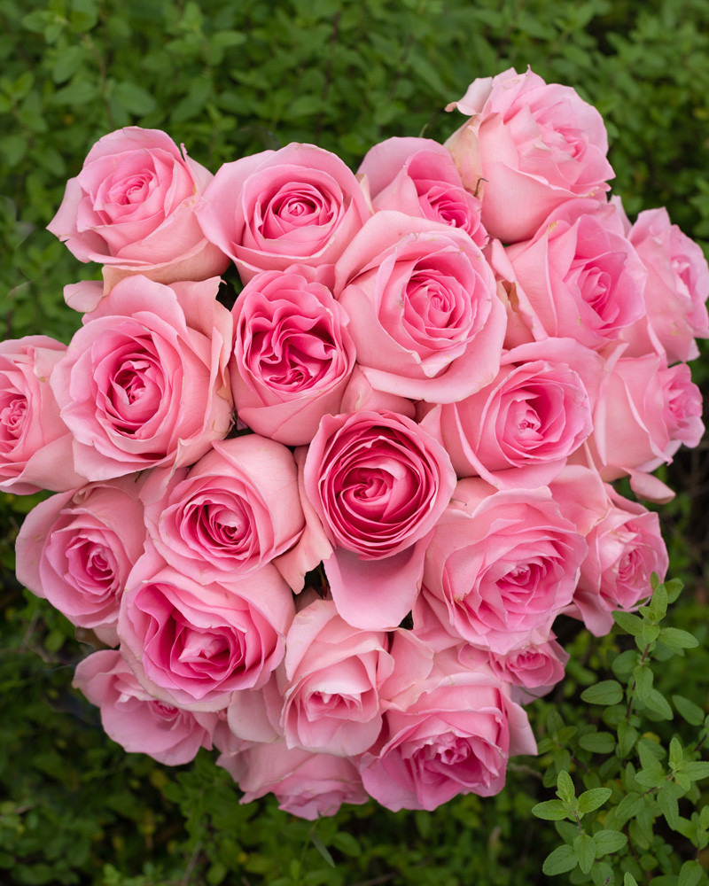 Роза Лучано Rosas del Corazon (70см/Биколор) Роза Лучано Rosas del Corazon (70см/Биколор)
