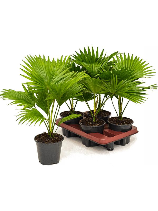 Ливистона Ротундифолия Mark Flowers