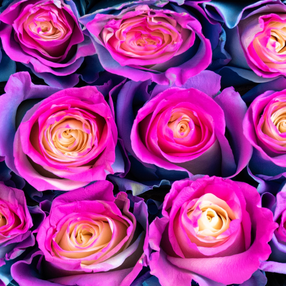 Роза Барби Стар Star Roses (60см/окрас биколор) Роза Барби Стар Star Roses (60см/окрас биколор)