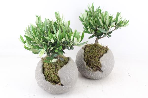 Олива в кашпо