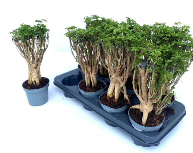 Полисциас Микс