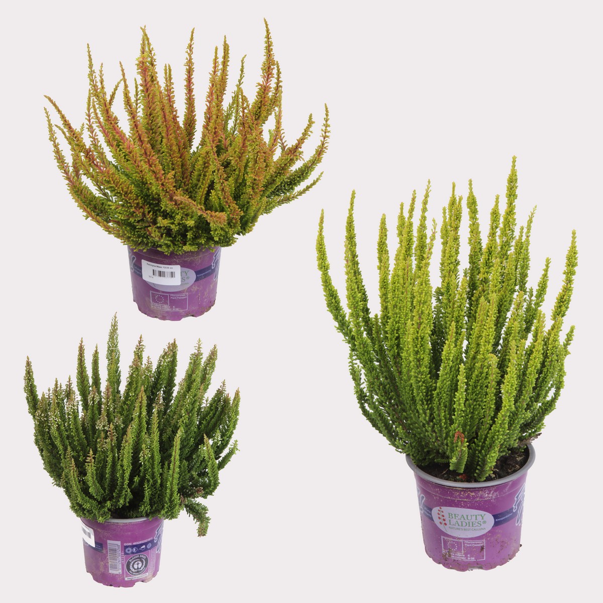 Каллуна Микс OZ