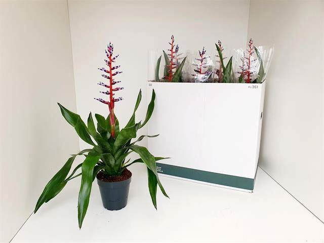 Эхмея Блю Раин