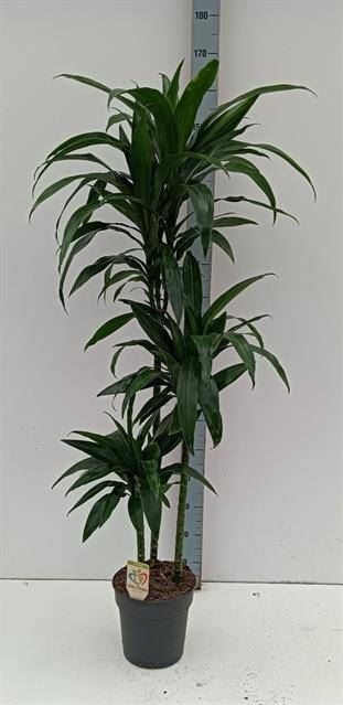 Драцена Фрагранс Джанет Крейг