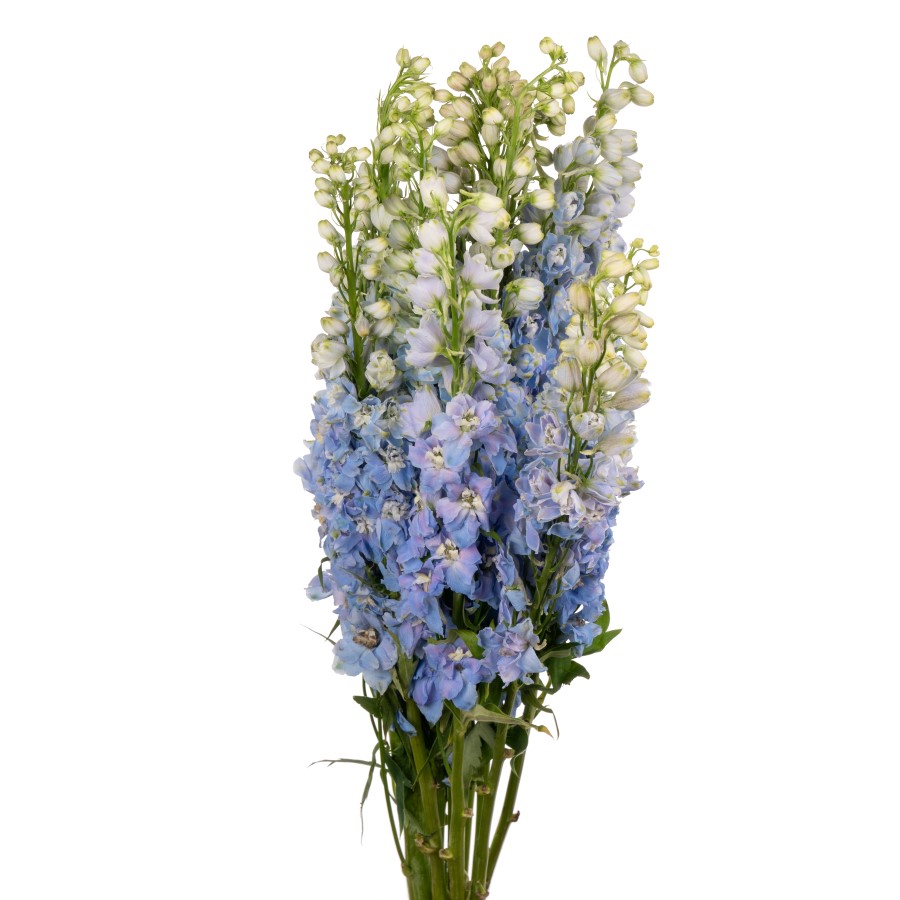 Дельфиниум Скай Блю Winfield (70см/Голубой)