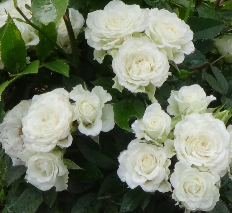 Роза Вайт Барбадос куст РХ (40см/Кремовый)