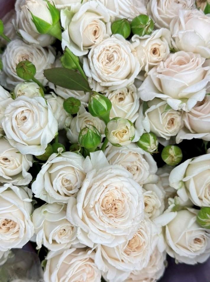 Роза кустовая Бердс Сонг Red Lands (70см/Розовый)