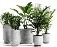 Горшечные растения