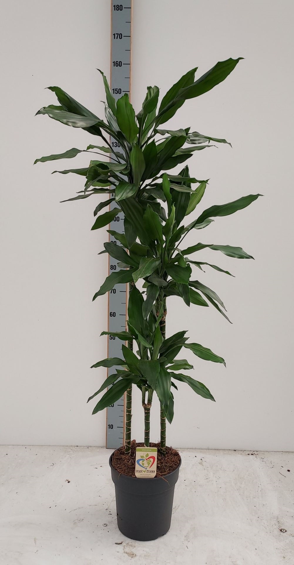 Драцена Фрагранс Джанет Линд