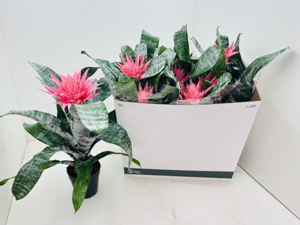 Эхмея Примьера