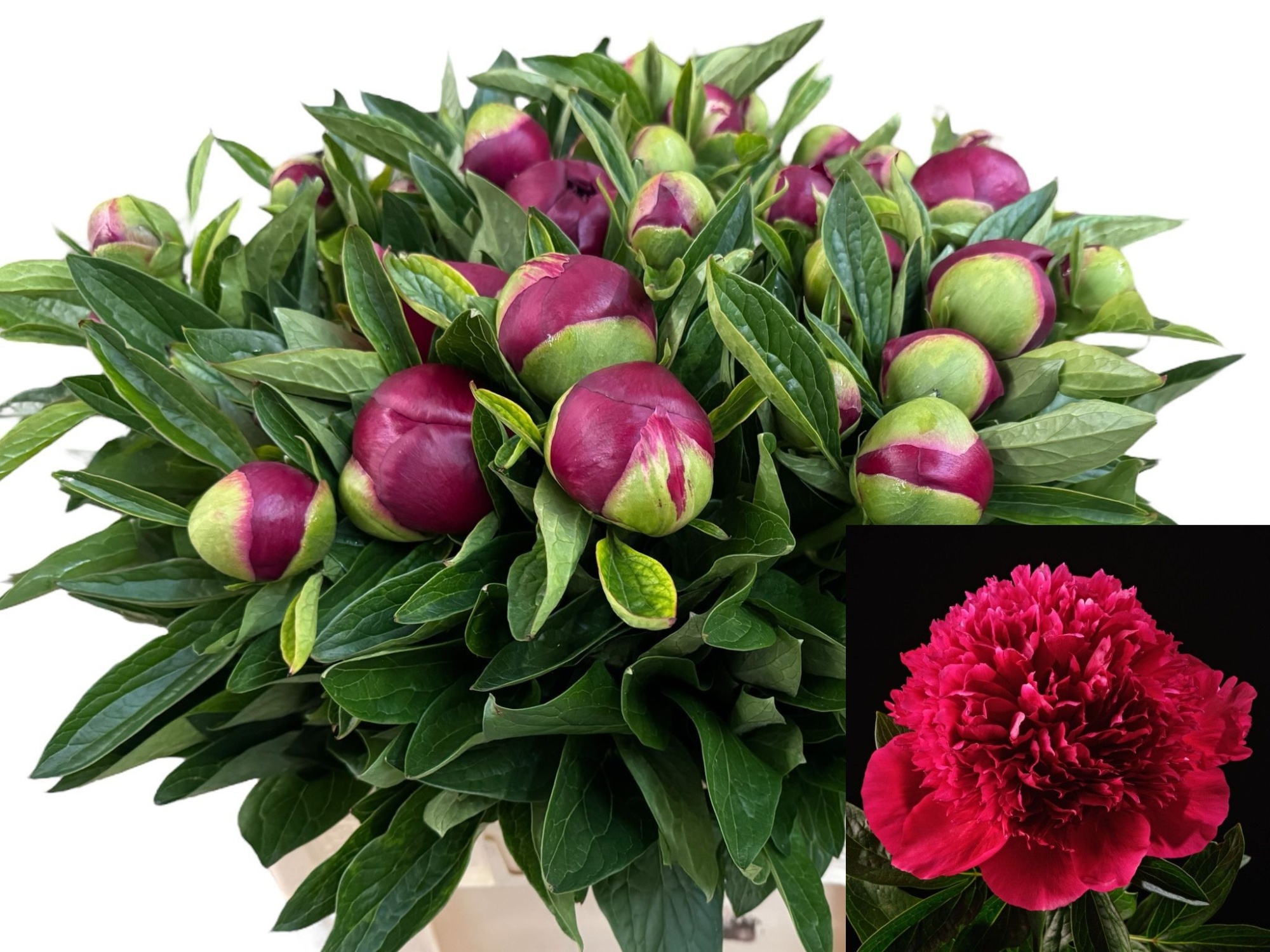 Пион Ред Шарм