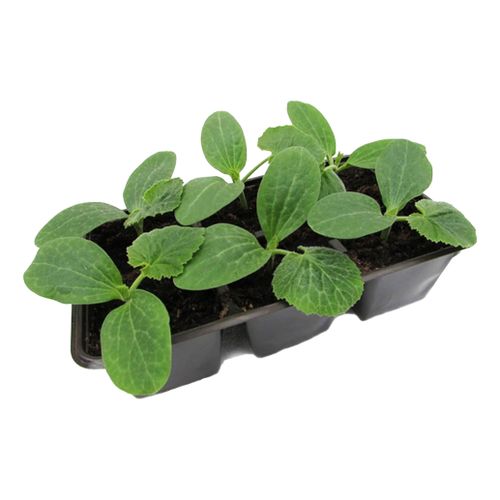 Кабачок Микс