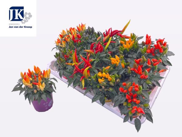 Капсикум Микс