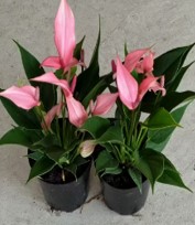 Антуриум Лилиум Ch