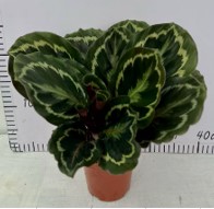 Калатея Медальон Ch