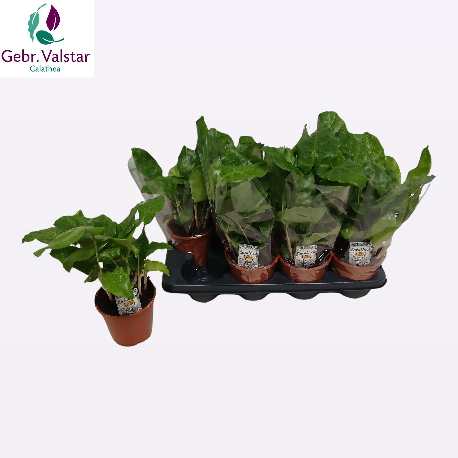 Калатея Нетворк