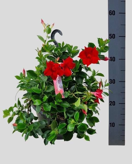 Дипладения подвесная