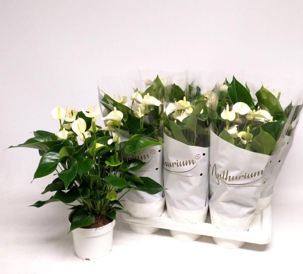 Антуриум Андр Чемпион Белый