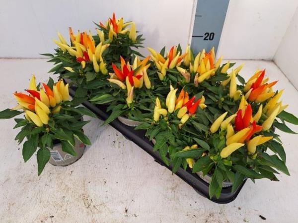 Капсикум Джокер