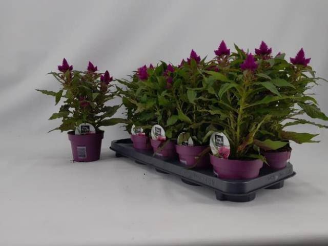 Целозия Дип Пурпул