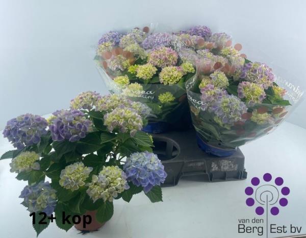 Гидрангея Блю