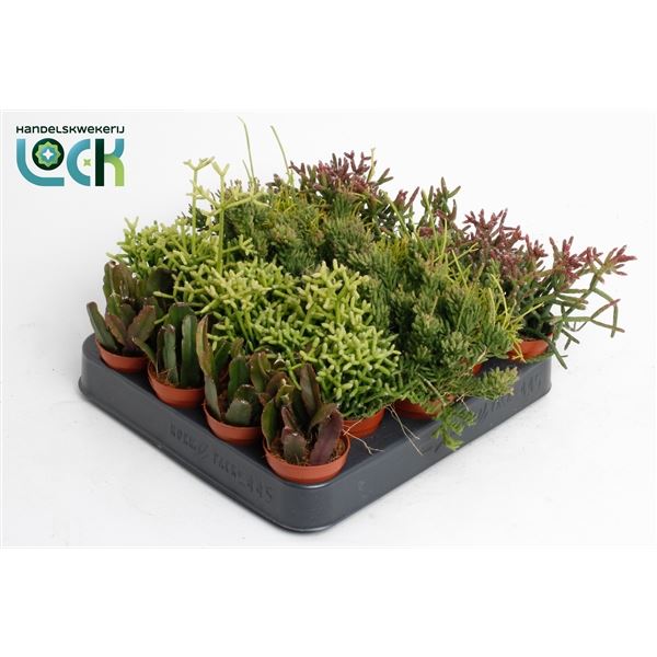 Рипсалис Микс