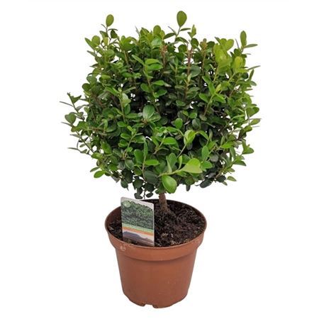 Мирсина Африкана