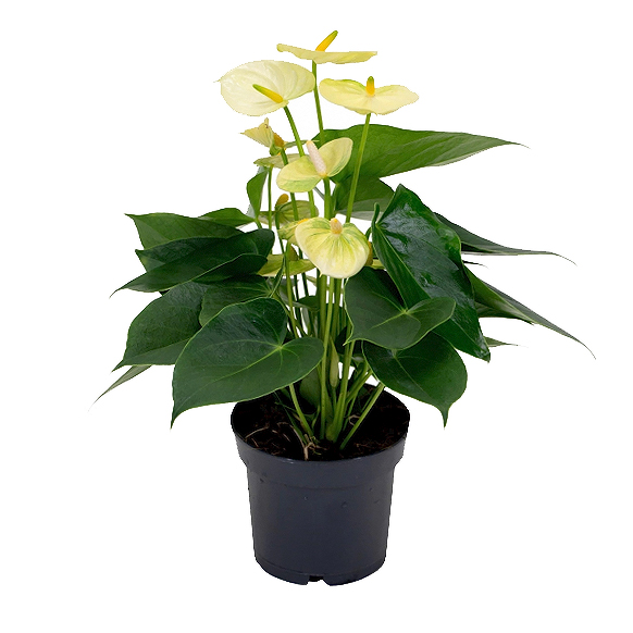 Антуриум Андр Ванила