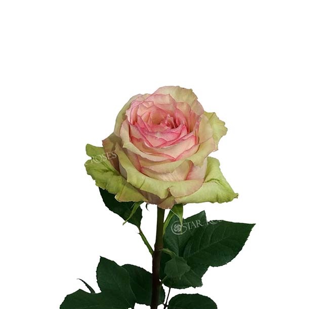 Роза Эсперанс Star Roses (70см/Биколор) Роза Эсперанс Star Roses (70см/Биколор)