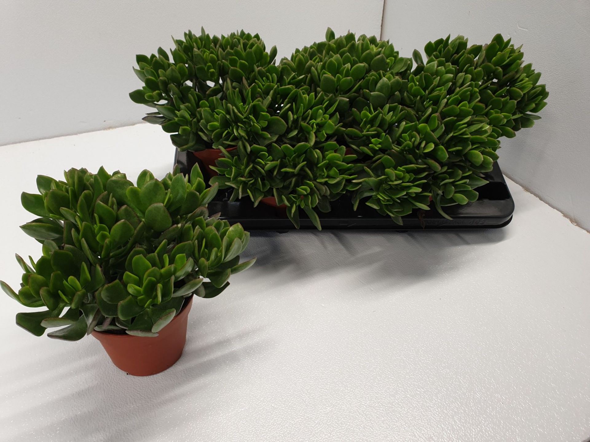 Крассула Овата Сансет