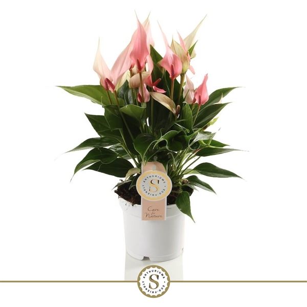 Антуриум Лилиум