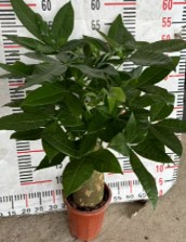 Пахира Акватика Ch