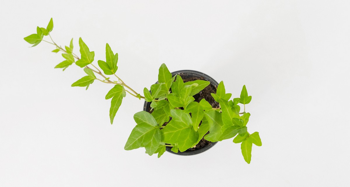 Хедера Микс OZ