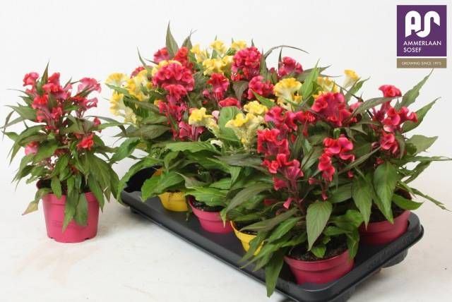 Целозия Хот Топик